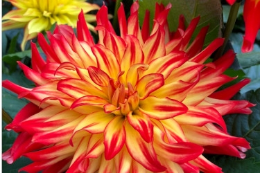 Dahlia Hypnotica Yellow Bicolour Variety Thumbnail.jpg